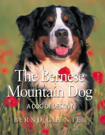 lilian ostermiller bernese mountain dog
